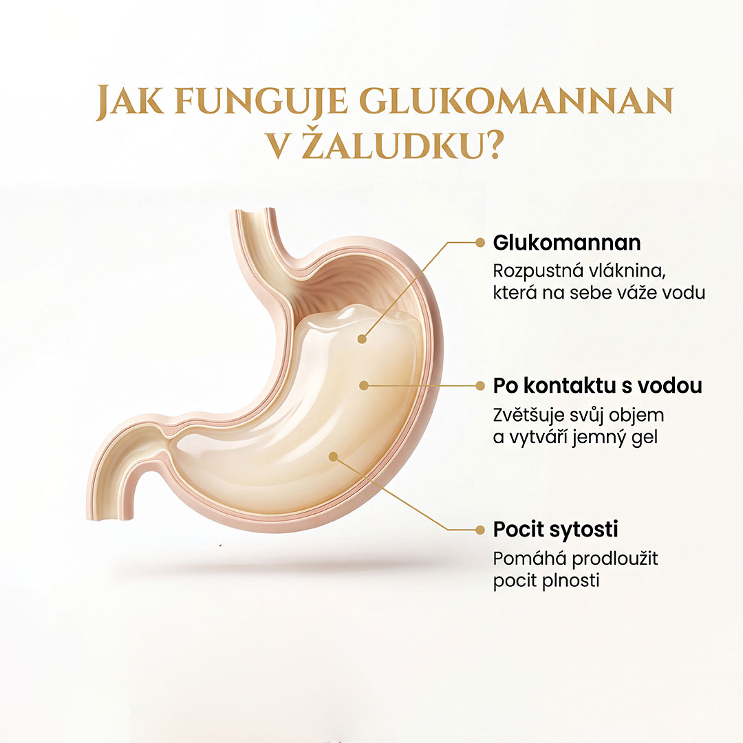 Glukomannan pro kontrolu chuti k jídlu – vláknina váže vodu a vytváří v žaludku viskózní gel