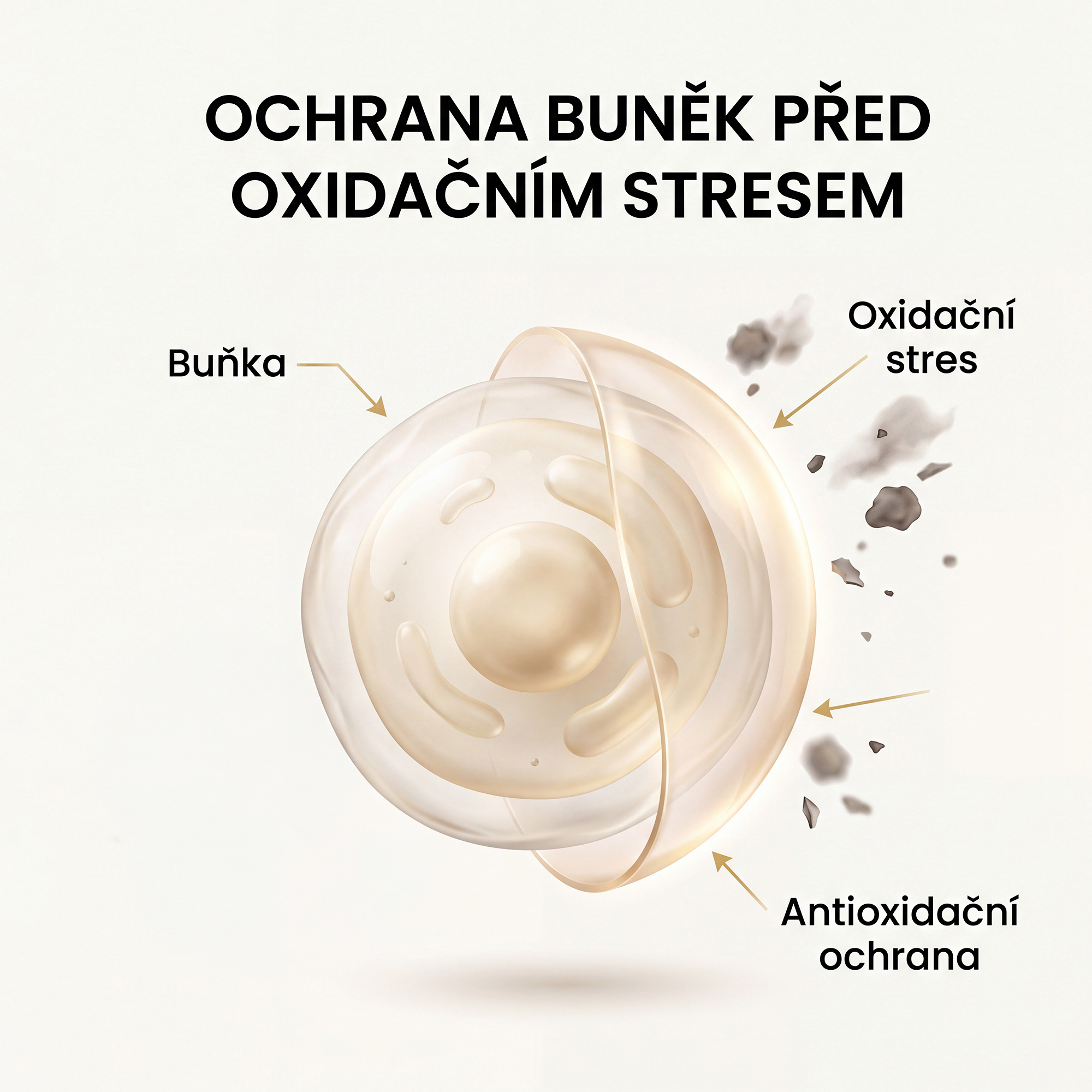 Multivitamin pro muže – antioxidační ochrana buněk, srdce a cév