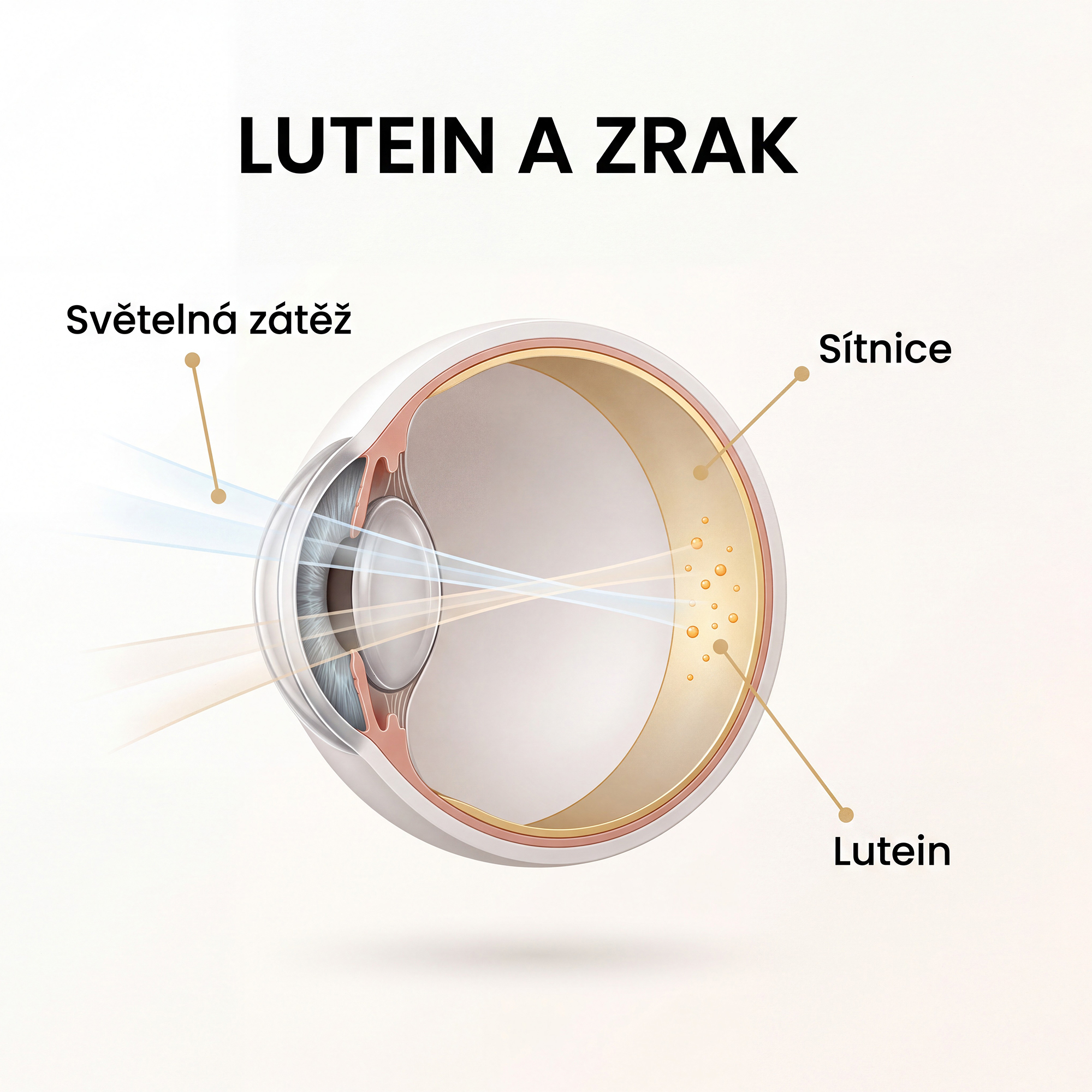 Multivitamin pro muže – podpora zraku a buněčné ochrany luteinem