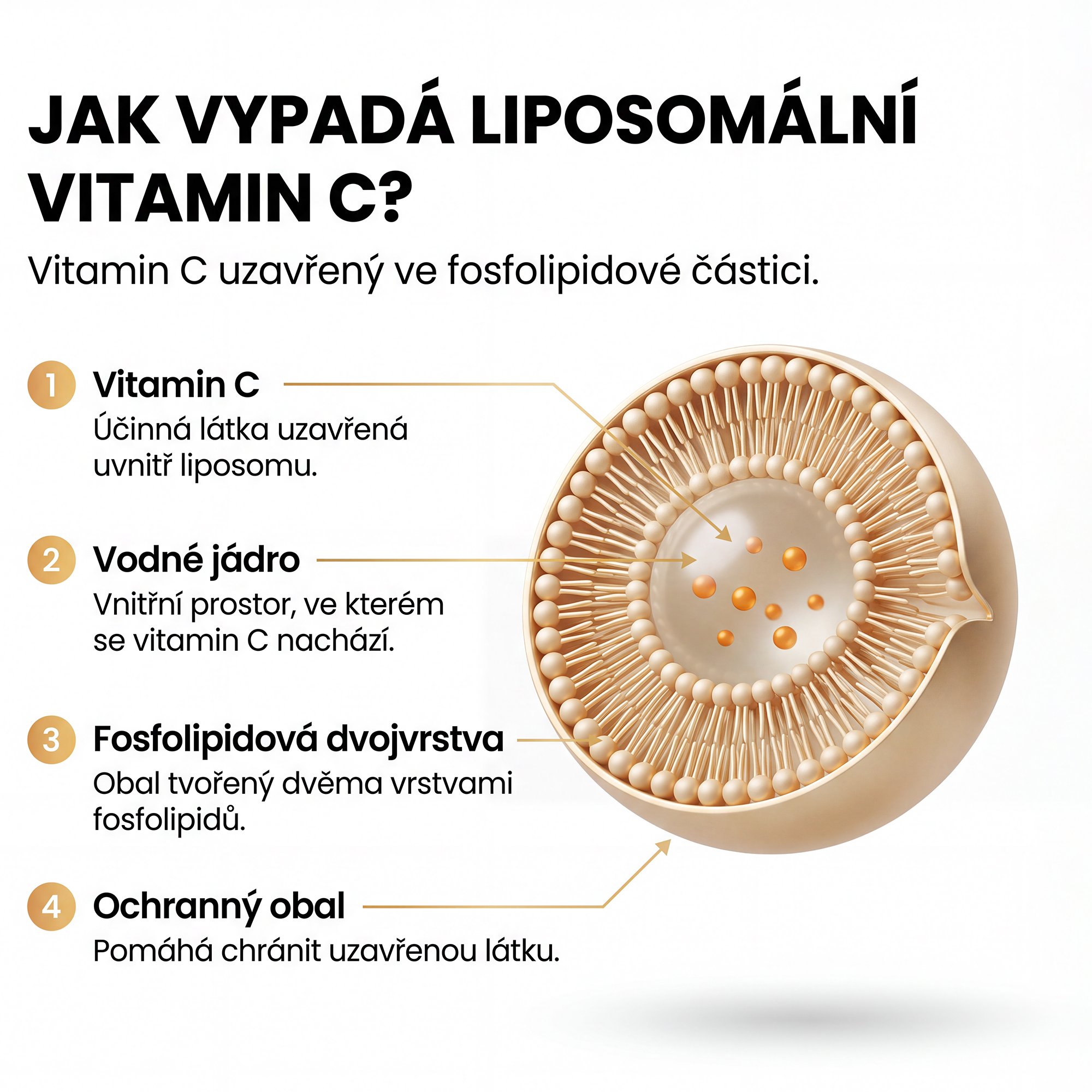 Jak vypadá liposomální vitamin C – vitamin C uzavřený ve fosfolipidové částici (liposomu)