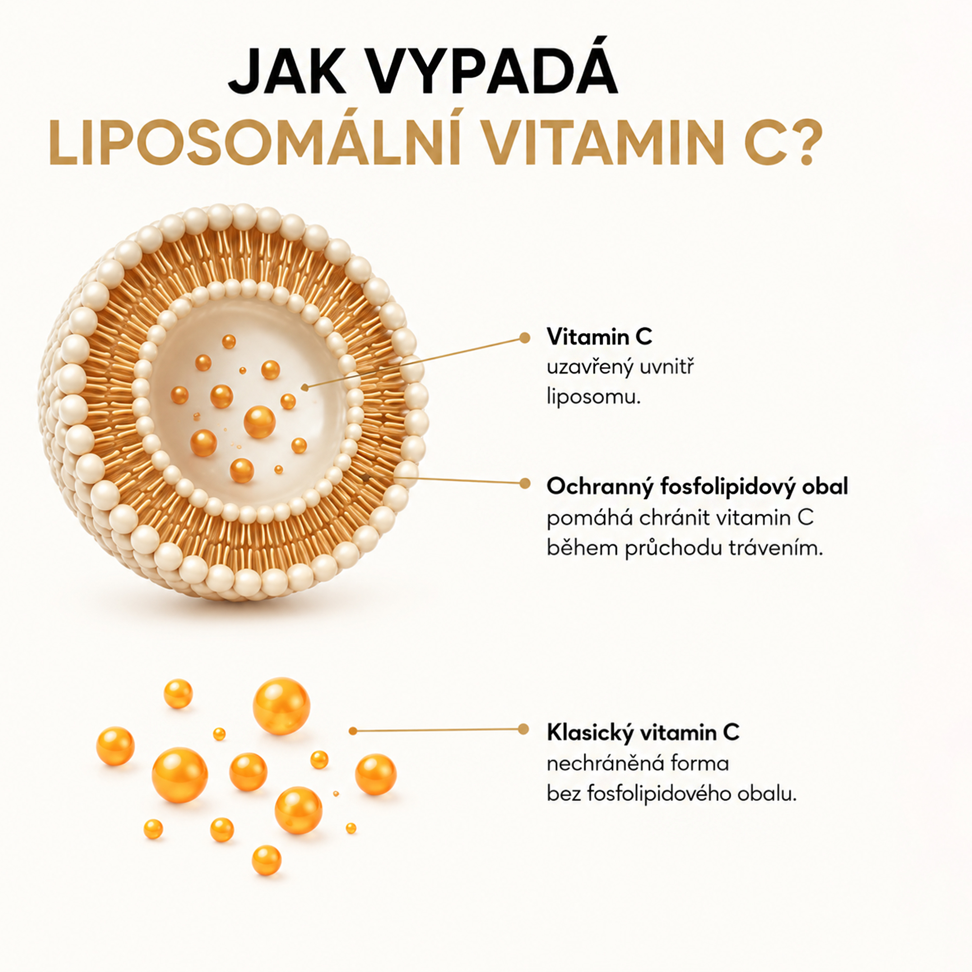 Klasická vs. lipozomální forma vitaminu C – rozdíl mezi běžnou a lipozomální formou