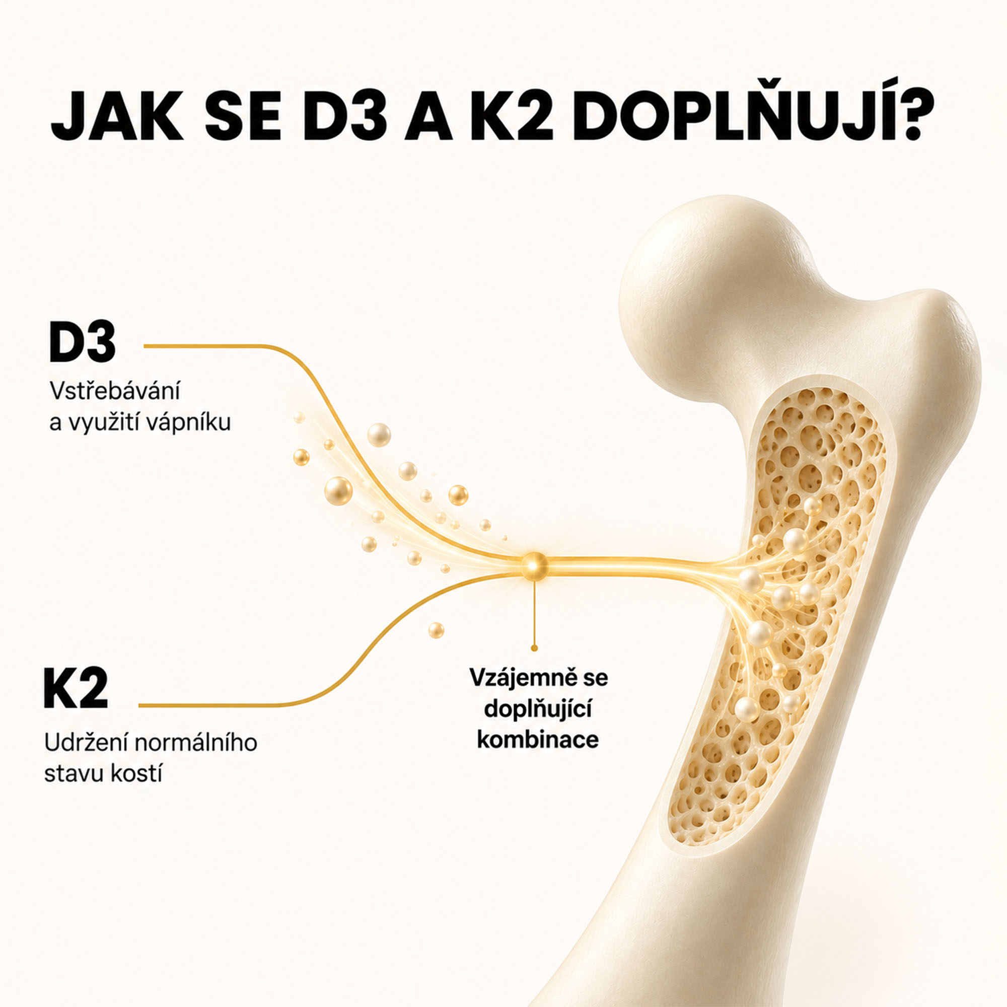 Spolupráce vitaminu D3 a K2 – vstřebávání vápníku a podpora zdravých kostí