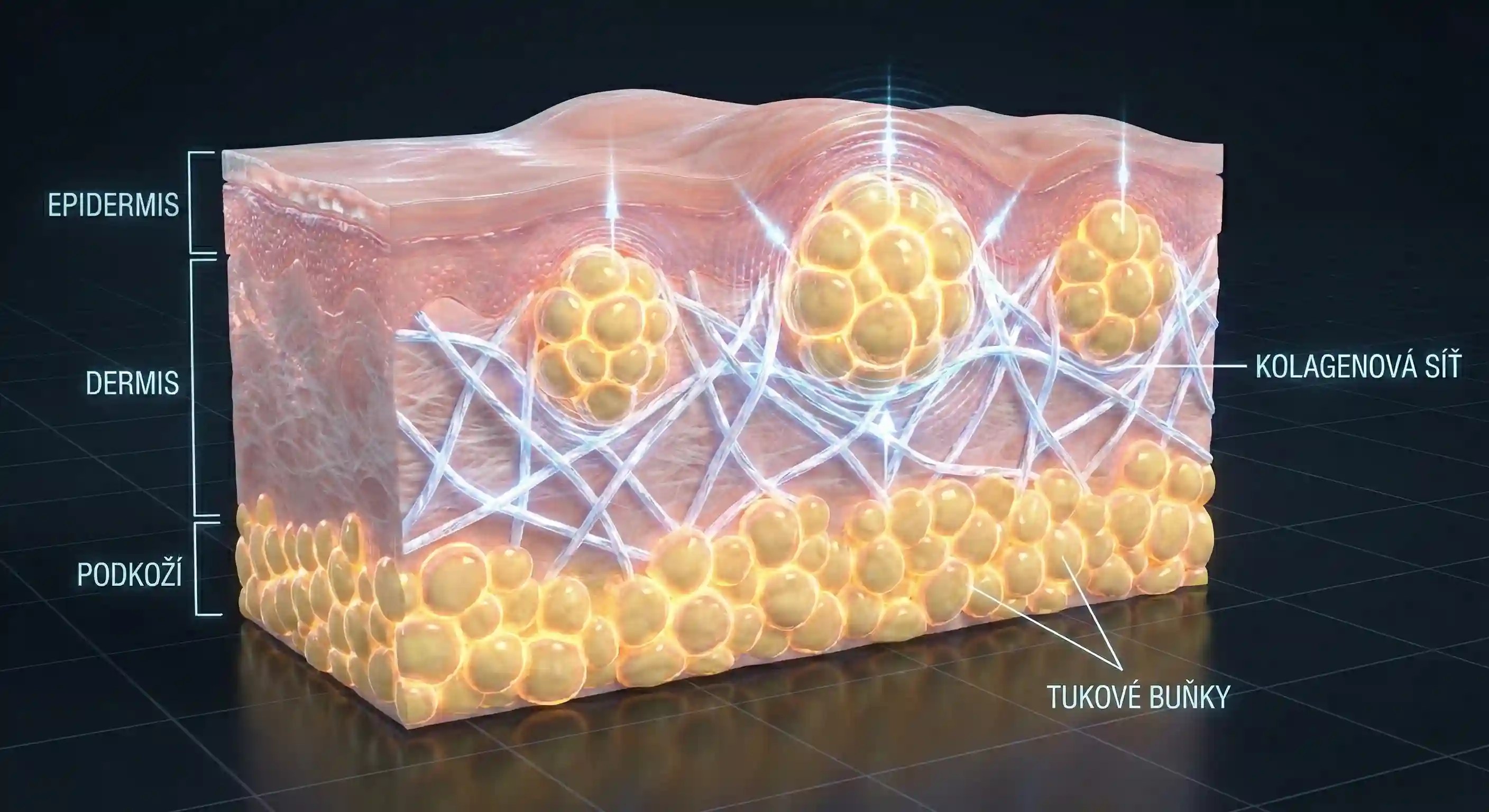 Struktura kůže – epidermis, dermis a kolagenová síť