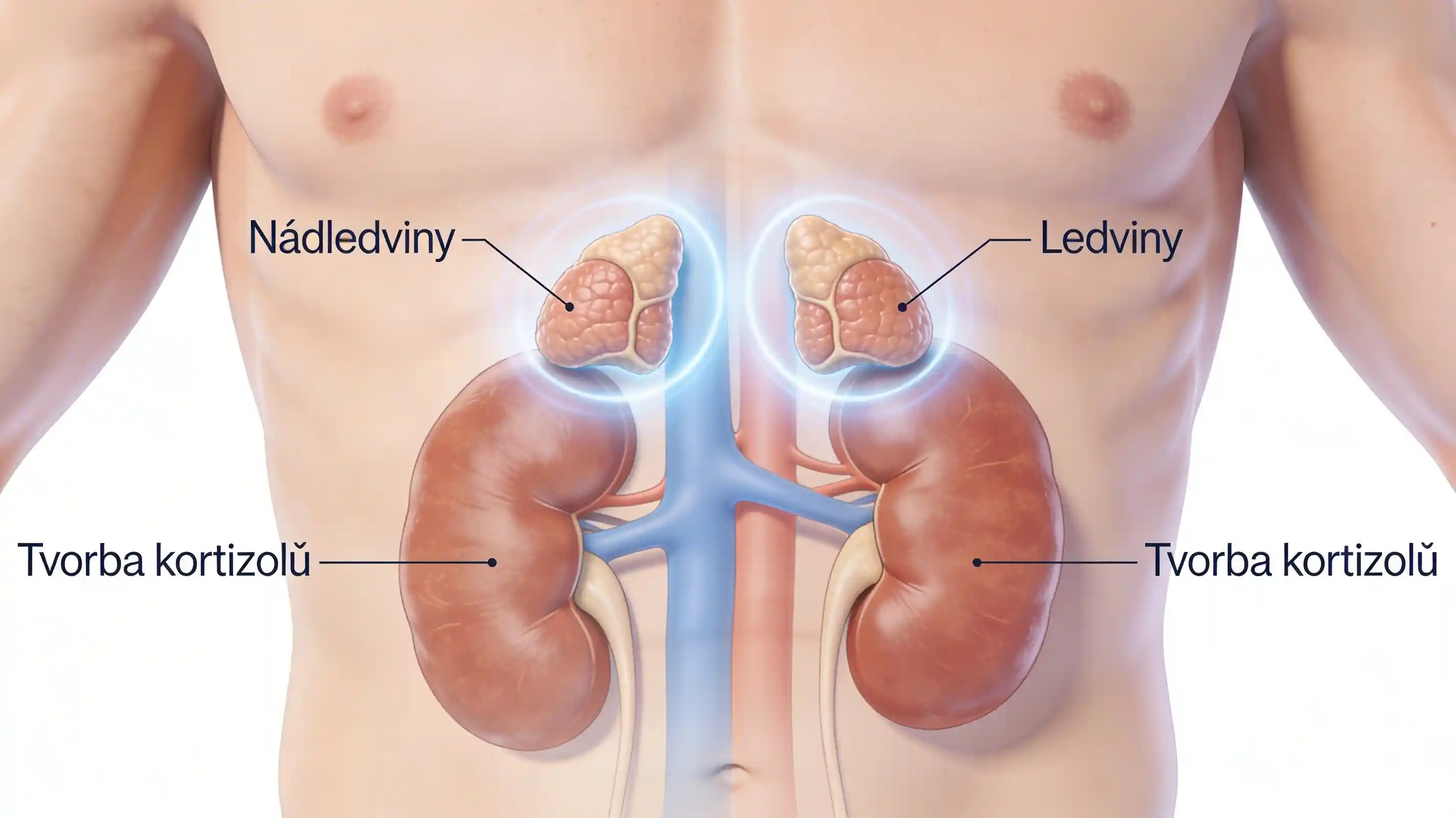 Anatomická ilustrace nadledvin – místo tvorby hormonu kortizolu