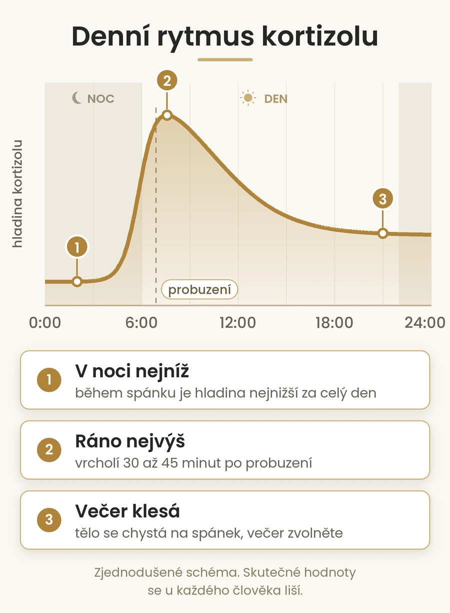 Denní rytmus kortizolu | Roveja Denní rytmus kortizolu: ráno vyšší, večer nižší