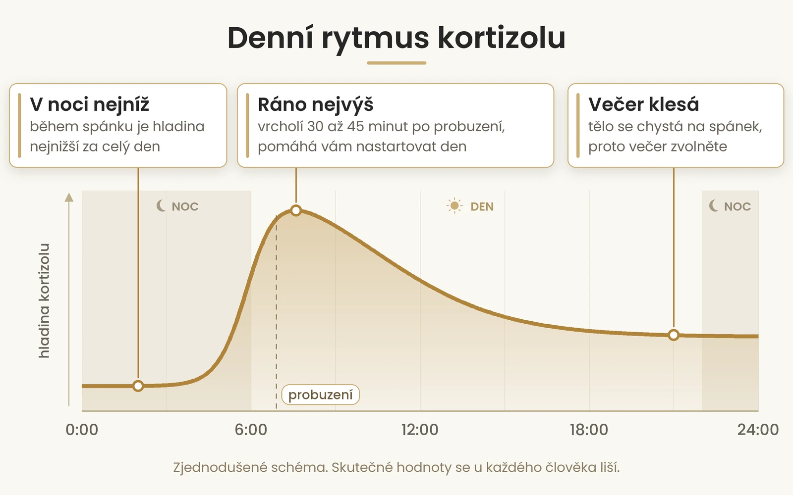 Denní rytmus kortizolu | Roveja Denní rytmus kortizolu: ráno vyšší, večer nižší