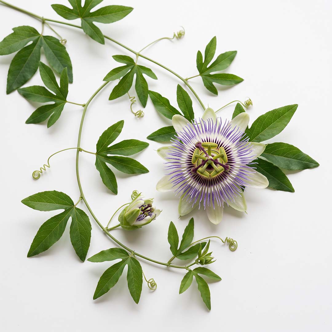 Mučenka pletní (Passiflora incarnata) – extrakt z natě standardizovaný na 4 % flavonoidů