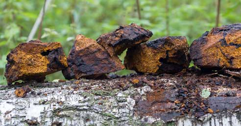 Čaga z pohľadu terapeuta Laca Fila