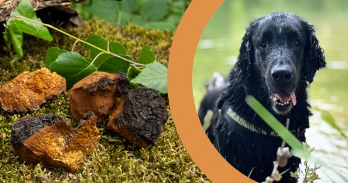 Huba Čaga a jej výhody pre psy a mačky