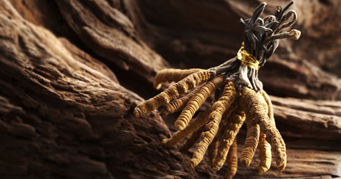 Cordyceps - Prírodný Nakopávač pre Energiu, Výkonnosť a Libido