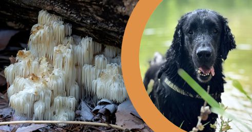 7 vedecky overených výhod huby Hericium pre psov