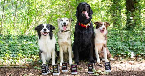 Tajomstvo zdravia a vitality pre psy a mačky