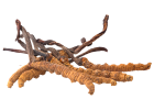 Cordyceps