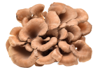 Maitake