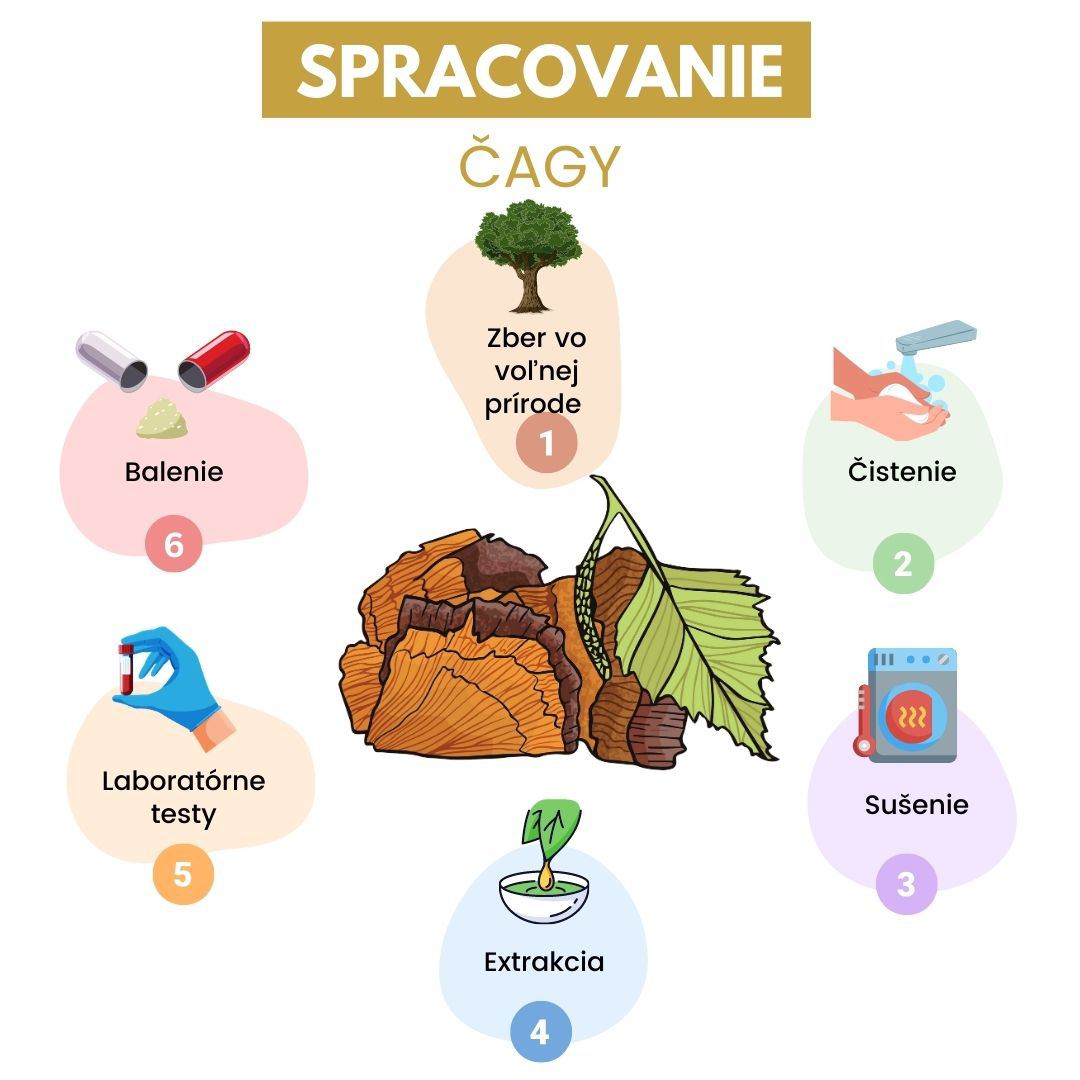 Spracovanie Čagy