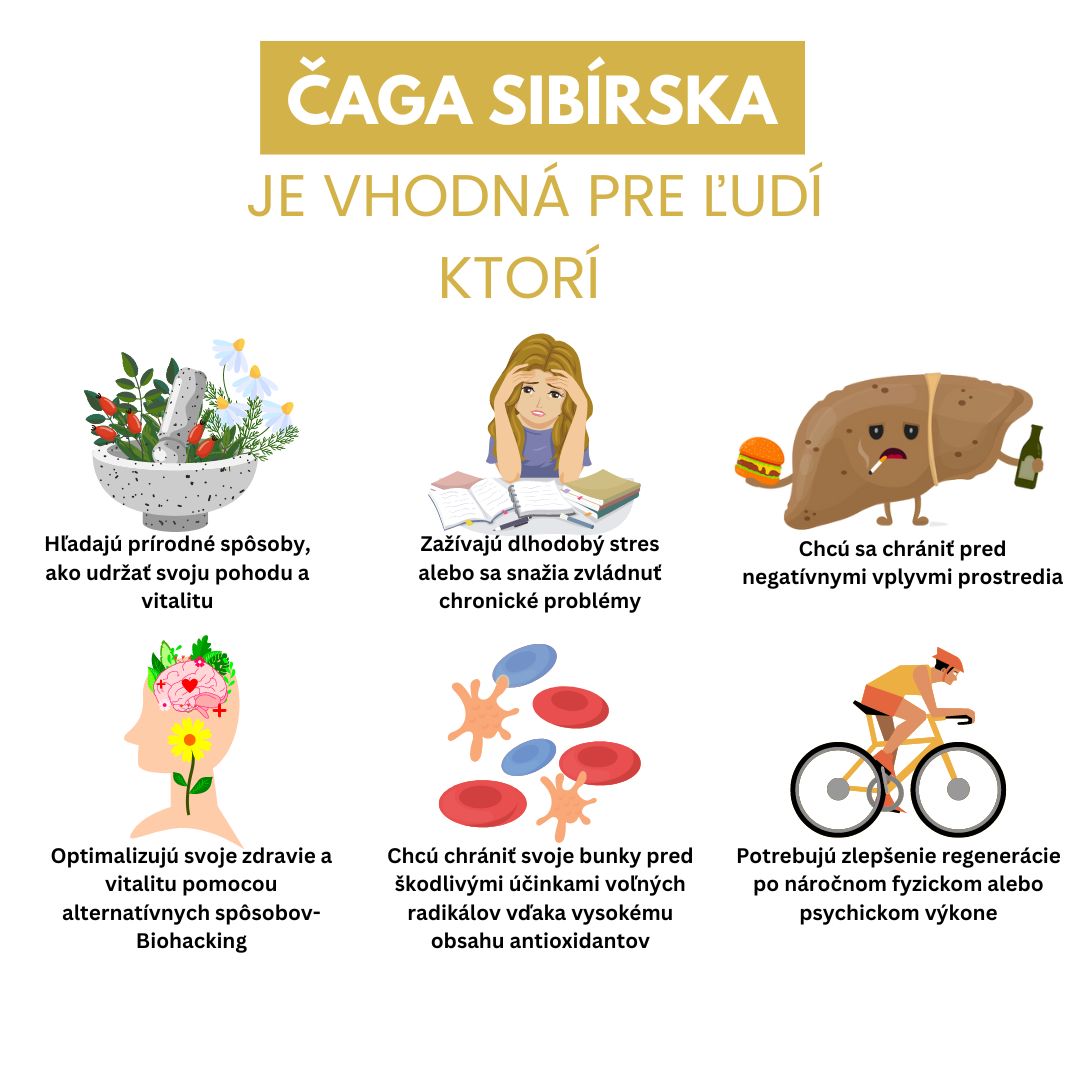 Proces výroby Čagy Sibírskej