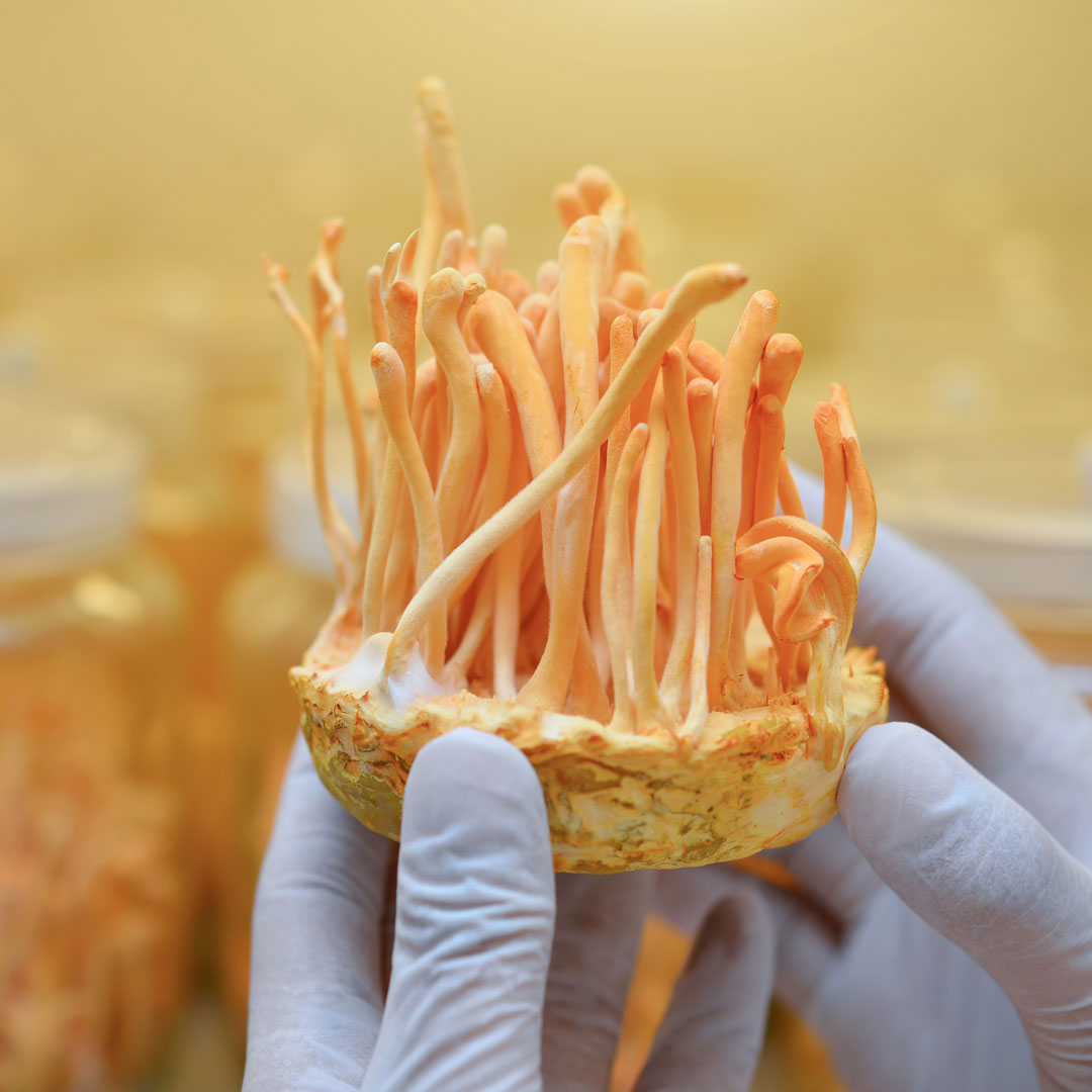 Cordyceps