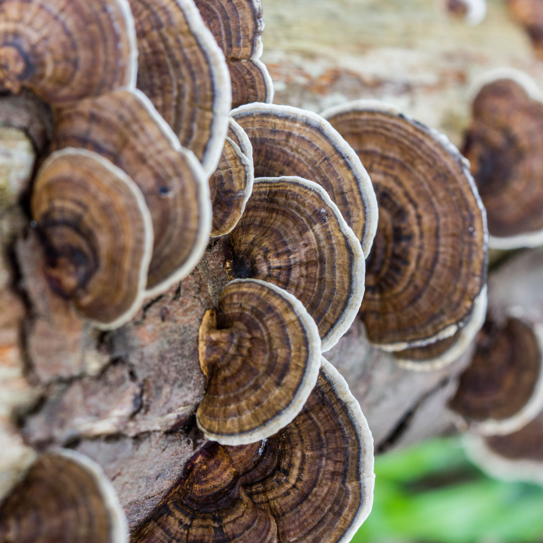 Coriolus-huba-web-1080-1080