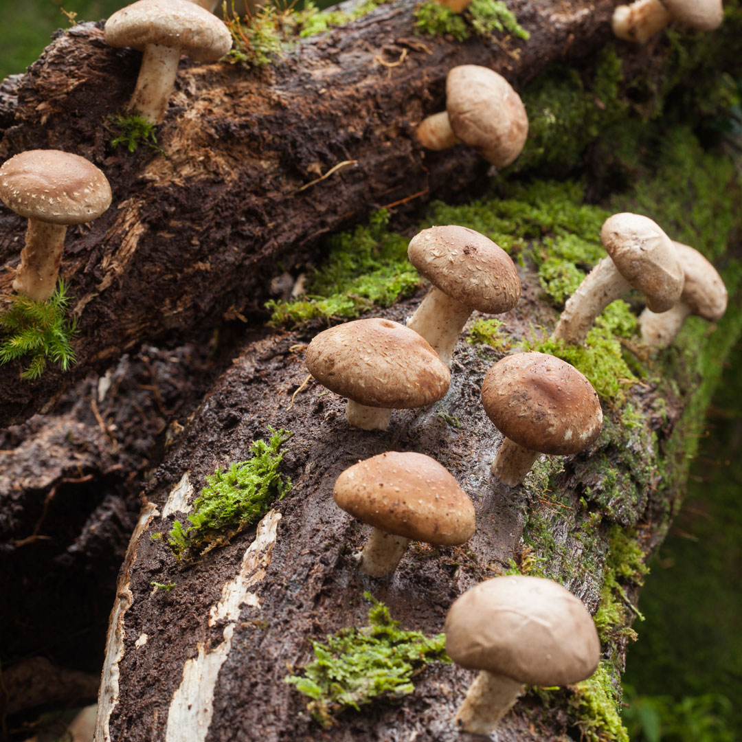 Shiitake-1080x1080