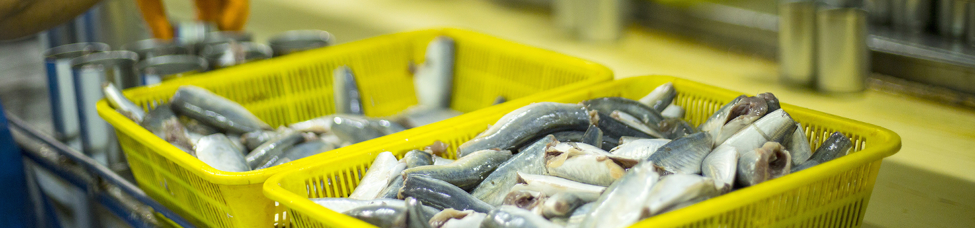 Zápatí zpracování ryb