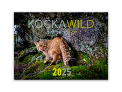 KOČKA 2025