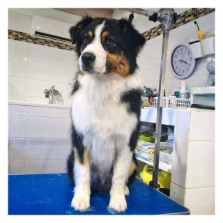 Naši | Our work 🚿🛁✂️🪄👌😍 #royalpets #psi #dog #pes #dogs #dogsofinstagram #love #instadog #doglovers #dogstagram #pejsek...