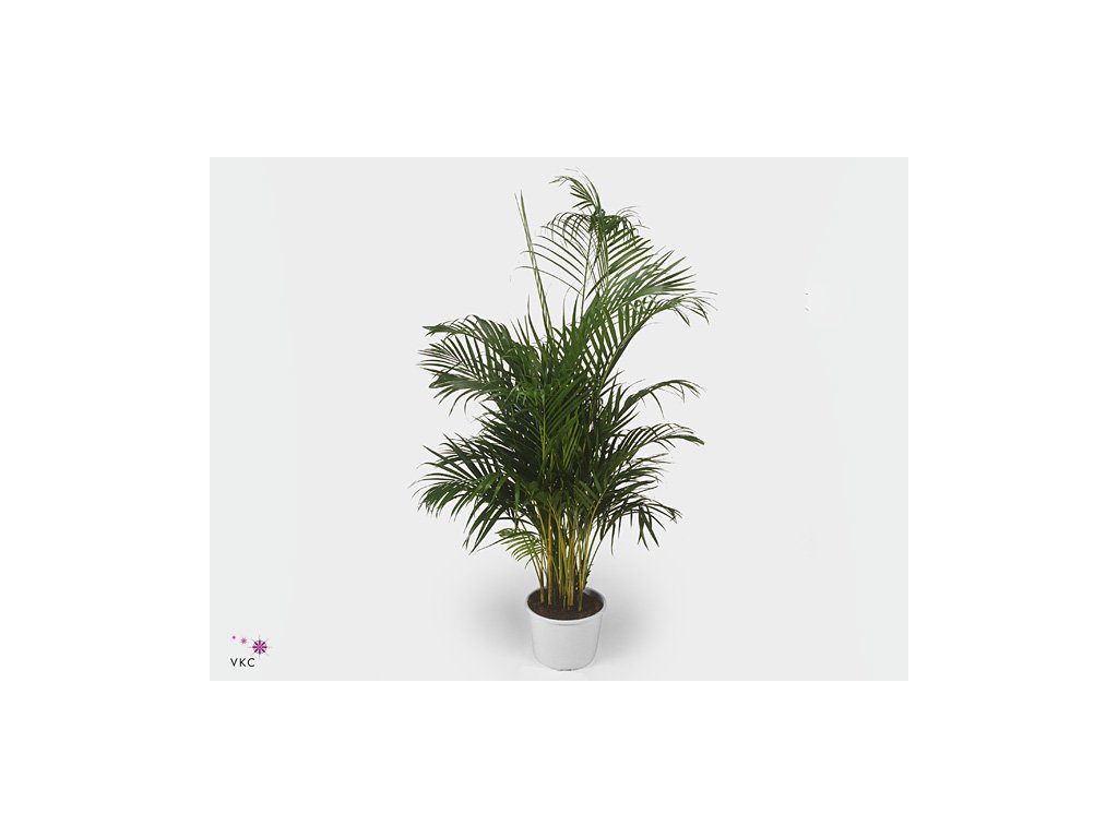 320 chrysalidocarpus lutescens 100 cm