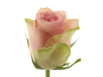 rosa belle rose