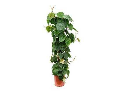 335 philodendron scandens 100 cm
