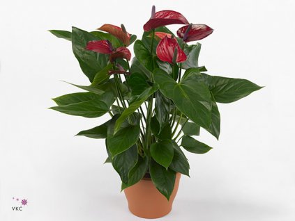 Anthurium Edison red