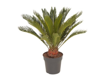 Cycas revoluta