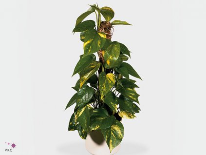 Epipremnum aureum