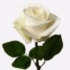 rosa avalanche white