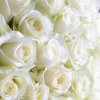 rosa avalanche
