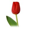 tulipán escape červený