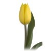 Tulp en strong gold