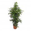 293 ficus benjamina danielle