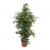 296 ficus benjamina danielle