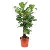 302 ficus lyrata