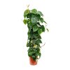 335 philodendron scandens 100 cm