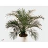 341 phoenix roebelenii 70 cm
