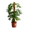 356 schefflera arboricola compacta 80 cm