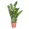368 zamioculcas 75 cm