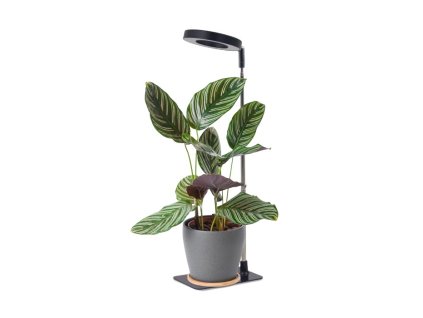 plant grow light led verdi v2 5w 1300k black kobi design 23d089717f87420da9ef6ee4711c9871 d527afef