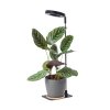 plant grow light led verdi v2 5w 1300k black kobi design 23d089717f87420da9ef6ee4711c9871 d527afef