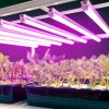led grow lamp led growly 9w kobi design 5362a1f0e0bc49f1a09e27402e194243 637ae405