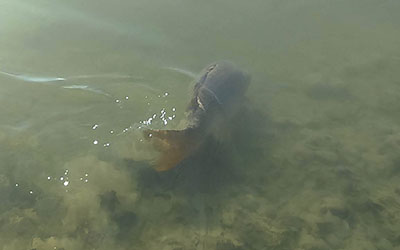 Dominik and winter Zajarki