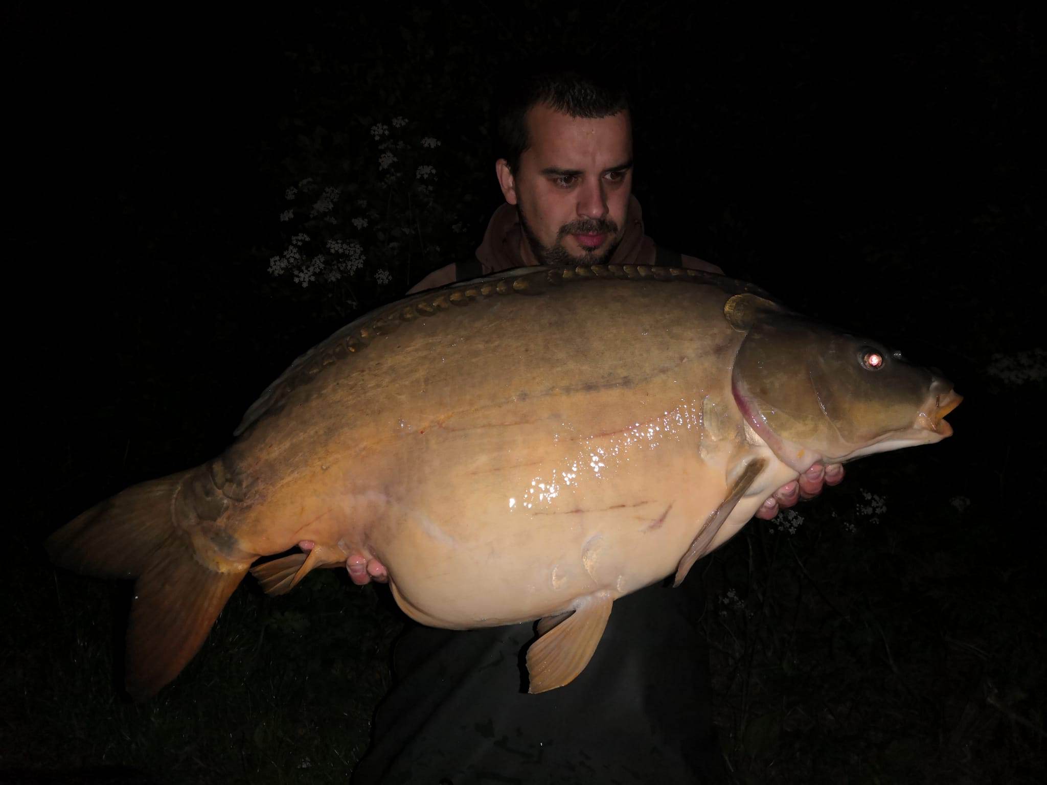 Mackerel Anissed boduje