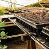 quickpot seedling tray saucer 310x530mm 2