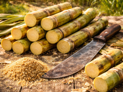 Cukrová třtina, základní složka rumu